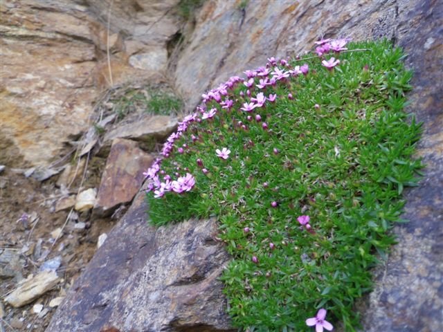 silene acaulis